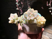 Load image into Gallery viewer, 【PICKUP ONLY】 Set D (rooted with pot) | 组合D (已服盆)