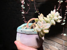 Load image into Gallery viewer, 【PICKUP ONLY】 Set D (rooted with pot) | 组合D (已服盆)