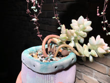 Load image into Gallery viewer, 【PICKUP ONLY】 Set D (rooted with pot) | 组合D (已服盆)