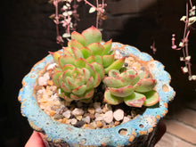 Load image into Gallery viewer, 【PICKUP ONLY】 Set D (rooted with pot) | 组合D (已服盆)