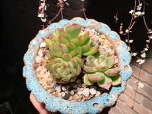 Load image into Gallery viewer, 【PICKUP ONLY】 Set D (rooted with pot) | 组合D (已服盆)