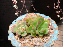 Load image into Gallery viewer, 【PICKUP ONLY】 Set D (rooted with pot) | 组合D (已服盆)