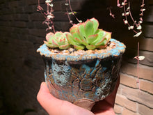 Load image into Gallery viewer, 【PICKUP ONLY】 Set D (rooted with pot) | 组合D (已服盆)