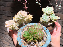 Load image into Gallery viewer, 【PICKUP ONLY】 Set D (rooted with pot) | 组合D (已服盆)