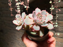 Load image into Gallery viewer, 【PICKUP ONLY】 Set E (rooted with pot) | 组合E (已服盆)