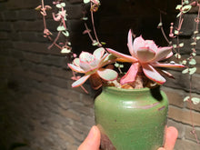 Load image into Gallery viewer, 【PICKUP ONLY】 Set E (rooted with pot) | 组合E (已服盆)