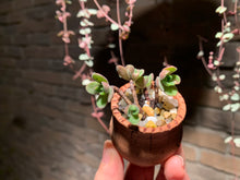 Load image into Gallery viewer, 【PICKUP ONLY】 Set E (rooted with pot) | 组合E (已服盆)