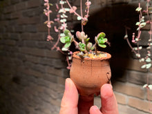 Load image into Gallery viewer, 【PICKUP ONLY】 Set E (rooted with pot) | 组合E (已服盆)