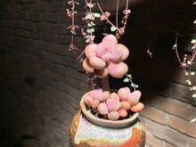 Load image into Gallery viewer, 【PICKUP ONLY】 Set E (rooted with pot) | 组合E (已服盆)