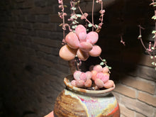 Load image into Gallery viewer, 【PICKUP ONLY】 Set E (rooted with pot) | 组合E (已服盆)