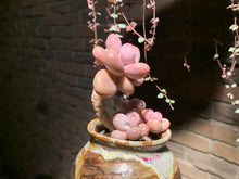 Load image into Gallery viewer, 【PICKUP ONLY】 Set E (rooted with pot) | 组合E (已服盆)