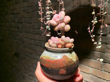 Load image into Gallery viewer, 【PICKUP ONLY】 Set E (rooted with pot) | 组合E (已服盆)