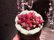 Load image into Gallery viewer, 【PICKUP ONLY】 Set E (rooted with pot) | 组合E (已服盆)