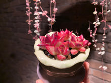 Load image into Gallery viewer, 【PICKUP ONLY】 Set E (rooted with pot) | 组合E (已服盆)