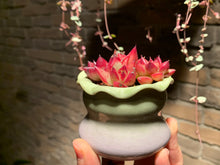 Load image into Gallery viewer, 【PICKUP ONLY】 Set E (rooted with pot) | 组合E (已服盆)