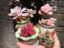 Load image into Gallery viewer, 【PICKUP ONLY】 Set E (rooted with pot) | 组合E (已服盆)