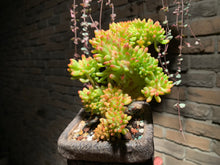 Load image into Gallery viewer, 【PICKUP ONLY】 Set F (rooted with pot) | 组合F (已服盆)