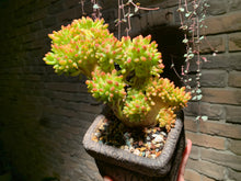 Load image into Gallery viewer, 【PICKUP ONLY】 Set F (rooted with pot) | 组合F (已服盆)