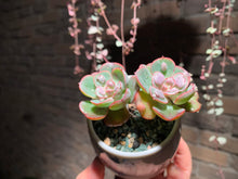 Load image into Gallery viewer, 【PICKUP ONLY】 Set F (rooted with pot) | 组合F (已服盆)