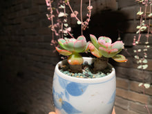 Load image into Gallery viewer, 【PICKUP ONLY】 Set F (rooted with pot) | 组合F (已服盆)