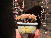 Load image into Gallery viewer, 【PICKUP ONLY】 Set F (rooted with pot) | 组合F (已服盆)