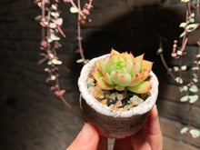 Load image into Gallery viewer, 【PICKUP ONLY】 Set F (rooted with pot) | 组合F (已服盆)