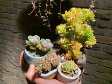 Load image into Gallery viewer, 【PICKUP ONLY】 Set F (rooted with pot) | 组合F (已服盆)