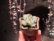 Load image into Gallery viewer, Set G (rooted with pot) | 组合G (已服盆)