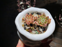 Load image into Gallery viewer, Set G (rooted with pot) | 组合G (已服盆)