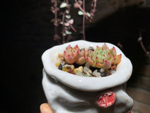 Load image into Gallery viewer, Set G (rooted with pot) | 组合G (已服盆)