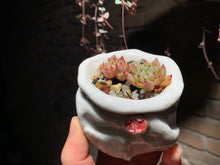 Load image into Gallery viewer, Set G (rooted with pot) | 组合G (已服盆)