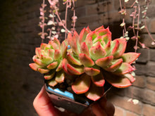 Load image into Gallery viewer, Set G (rooted with pot) | 组合G (已服盆)