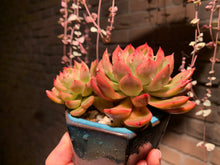 Load image into Gallery viewer, Set G (rooted with pot) | 组合G (已服盆)