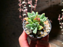 Load image into Gallery viewer, Set G (rooted with pot) | 组合G (已服盆)