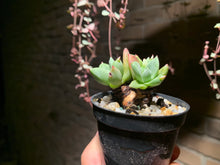 Load image into Gallery viewer, Set G (rooted with pot) | 组合G (已服盆)