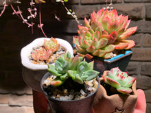 Load image into Gallery viewer, Set G (rooted with pot) | 组合G (已服盆)