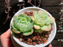 Load image into Gallery viewer, 【PICKUP ONLY】Set H (rooted with pot) | 组合H (已服盆)