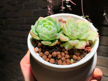 Load image into Gallery viewer, 【PICKUP ONLY】Set H (rooted with pot) | 组合H (已服盆)