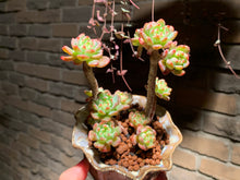 Load image into Gallery viewer, 【PICKUP ONLY】Set H (rooted with pot) | 组合H (已服盆)