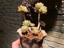 Load image into Gallery viewer, 【PICKUP ONLY】Set H (rooted with pot) | 组合H (已服盆)