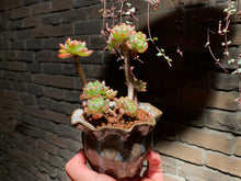 Load image into Gallery viewer, 【PICKUP ONLY】Set H (rooted with pot) | 组合H (已服盆)