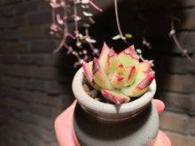 Load image into Gallery viewer, 【PICKUP ONLY】Set H (rooted with pot) | 组合H (已服盆)