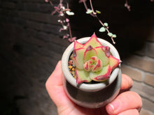 Load image into Gallery viewer, 【PICKUP ONLY】Set H (rooted with pot) | 组合H (已服盆)