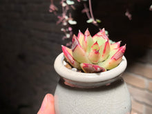 Load image into Gallery viewer, 【PICKUP ONLY】Set H (rooted with pot) | 组合H (已服盆)