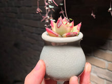 Load image into Gallery viewer, 【PICKUP ONLY】Set H (rooted with pot) | 组合H (已服盆)