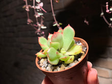 Load image into Gallery viewer, 【PICKUP ONLY】Set H (rooted with pot) | 组合H (已服盆)