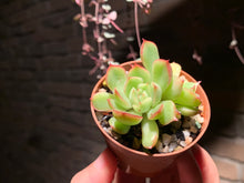 Load image into Gallery viewer, 【PICKUP ONLY】Set H (rooted with pot) | 组合H (已服盆)