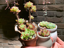 Load image into Gallery viewer, 【PICKUP ONLY】Set H (rooted with pot) | 组合H (已服盆)