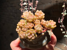 Load image into Gallery viewer, Set I (rooted with pot) | 组合I (已服盆)