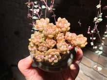 Load image into Gallery viewer, Set I (rooted with pot) | 组合I (已服盆)